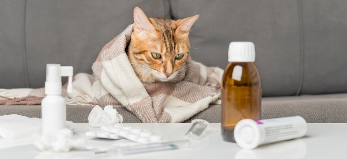 Katze als Motiv zum Thema Diabetes bei Katzen