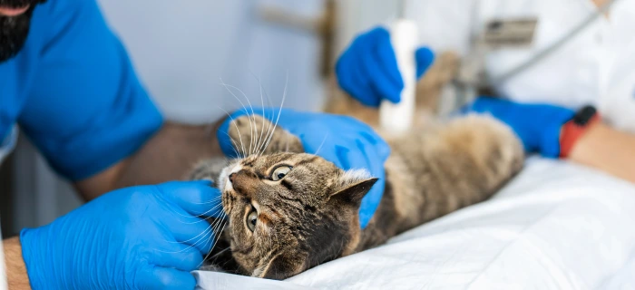 Katze nach einer Operation als Symbolbild zu den OP-Kosten bei der Katze