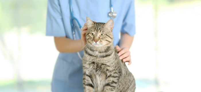Katze beim Tierarzt als Motiv zum Thema Ultraschall und Ultraschallkosten