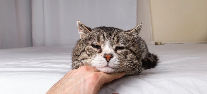 Ältere Katze als Motiv zur Katzenversicherung trotz Vorerkrankung