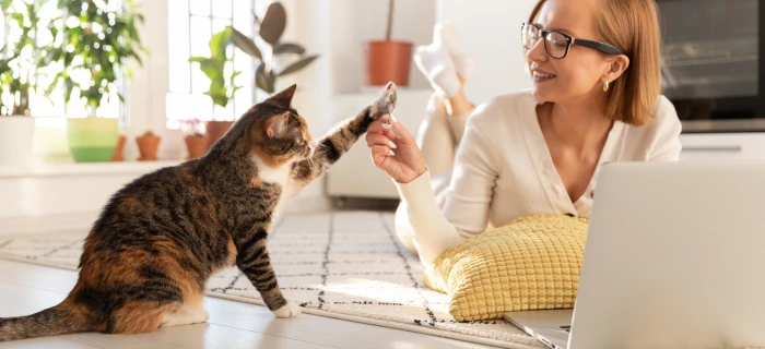 Katze als Motiv zur Katzenversicherung ohne Wartezeit