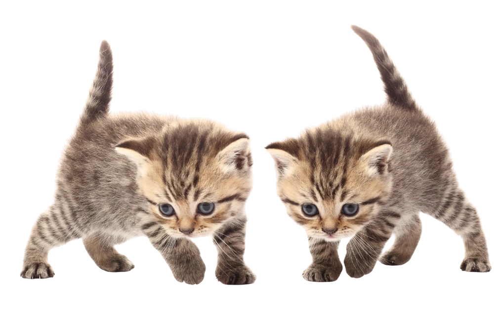 Zwei junge Kätzchen nebeneinander als Motiv zur Katzenversicherung für mehrere Katzen