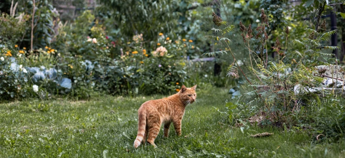 Katze im Freien als Motiv zum Thema Zecke bei der Katze entfernen