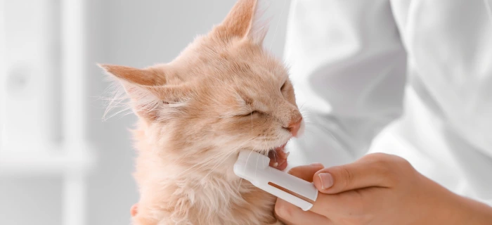 Katze als Motiv zum Thema Zahnstein entfernen bei der Katze