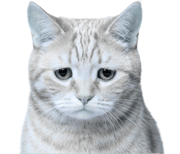 Traurig blickende Katze als Symbolbild für fehlenden Schutz ohne passende Katzenversicherung