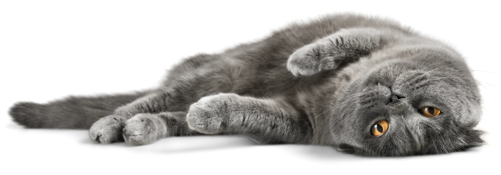 Entspannt liegende Katze als Symbolbild für sorgenfreien Schutz durch eine Katzenversicherung